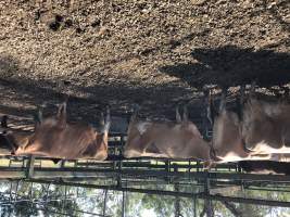 Captured at Moreton Saleyard, Purga QLD Australia.