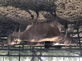 Captured at Moreton Saleyard, Purga QLD Australia.