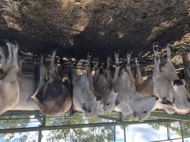 Captured at Moreton Saleyard, Purga QLD Australia.