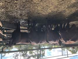 Captured at Moreton Saleyard, Purga QLD Australia.