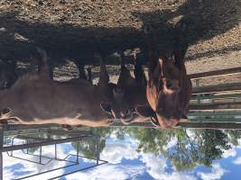 Captured at Moreton Saleyard, Purga QLD Australia.