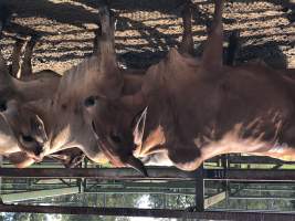 Captured at Moreton Saleyard, Purga QLD Australia.