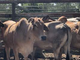 Captured at Moreton Saleyard, Purga QLD Australia.