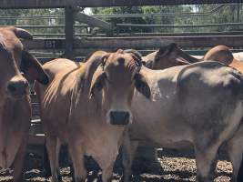 Captured at Moreton Saleyard, Purga QLD Australia.