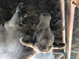 Captured at Moreton Saleyard, Purga QLD Australia.