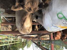 Captured at Moreton Saleyard, Purga QLD Australia.