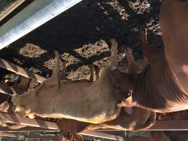 Captured at Moreton Saleyard, Purga QLD Australia.