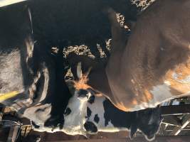 Captured at Moreton Saleyard, Purga QLD Australia.