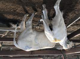 Captured at Moreton Saleyard, Purga QLD Australia.