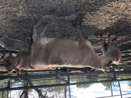 Captured at Moreton Saleyard, Purga QLD Australia.