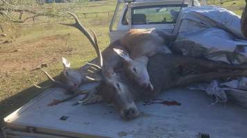 Wild Deer Hunting in SE Australia