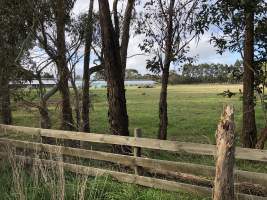 Captured at Tyabb broiler farm, Tyabb VIC Australia.