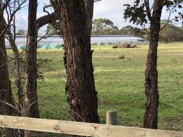 Captured at Tyabb broiler farm, Tyabb VIC Australia.