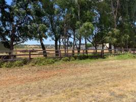 Side view of piggery. Cattle and goats also seen on property - Captured at Azzopardi / Bulla Piggery, Bulla VIC Australia.