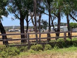 Side view of piggery. Cattle and goats also seen on property - Captured at Azzopardi / Bulla Piggery, Bulla VIC Australia.