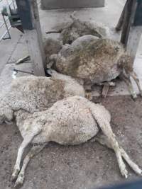 Captured at Former Ballarat Saleyards, Ballarat Central VIC Australia.