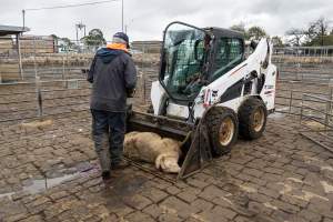 Captured at Former Ballarat Saleyards, Ballarat Central VIC Australia.