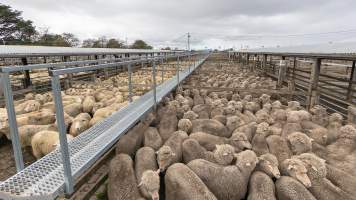 Holding pens at Ballarat Saleyard - Captured at Former Ballarat Saleyards, Ballarat Central VIC Australia.