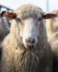 Ewe Portrait - Captured at Former Ballarat Saleyards, Ballarat Central VIC Australia.