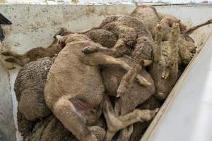 Truck full of dead bodies - Captured at Former Ballarat Saleyards, Ballarat Central VIC Australia.