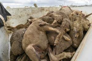 Truck full of dead bodies - Captured at Former Ballarat Saleyards, Ballarat Central VIC Australia.