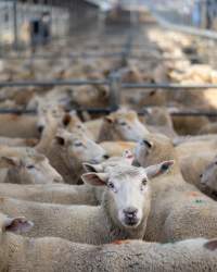 Ewe in Holding Pen - Captured at Former Ballarat Saleyards, Ballarat Central VIC Australia.