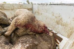 Truck full of dead bodies - Captured at Former Ballarat Saleyards, Ballarat Central VIC Australia.