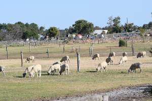 Sheep waiting to be killed - No shelter from weather extremes. - Captured at Dardanup Butchering Company, Picton WA Australia.