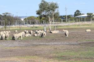 Sheep waiting to be killed - No shelter from weather extremes. - Captured at Dardanup Butchering Company, Picton WA Australia.