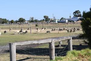 Sheep waiting to be killed - No shelter from weather extremes. - Captured at Dardanup Butchering Company, Picton WA Australia.