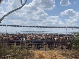 Captured at Beef City Feedlot, Purrawunda QLD Australia.