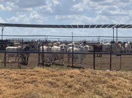 Captured at Beef City Feedlot, Purrawunda QLD Australia.