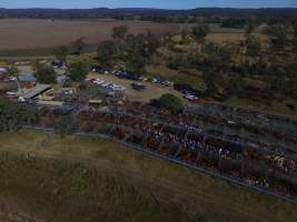 Drone - Monto Cattle & Country Saleyards
https://montocattleandcountry.com.au/monto-cattle-country-saleyards/ - Captured at Monto Cattle & Country Saleyards, Monto QLD Australia.