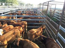 Cattle in pens - Monto Cattle & Country Saleyards
https://montocattleandcountry.com.au/monto-cattle-country-saleyards/ - Captured at Monto Cattle & Country Saleyards, Monto QLD Australia.