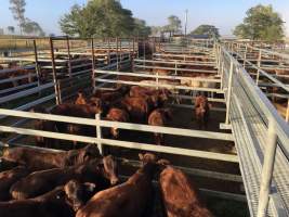 Cattle in pens - Monto Cattle & Country Saleyards
https://montocattleandcountry.com.au/monto-cattle-country-saleyards/ - Captured at Monto Cattle & Country Saleyards, Monto QLD Australia.