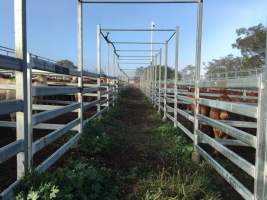 Cattle in pens - Monto Cattle & Country Saleyards
https://montocattleandcountry.com.au/monto-cattle-country-saleyards/ - Captured at Monto Cattle & Country Saleyards, Monto QLD Australia.