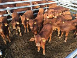 Cattle in pens - Monto Cattle & Country Saleyards
https://montocattleandcountry.com.au/monto-cattle-country-saleyards/ - Captured at Monto Cattle & Country Saleyards, Monto QLD Australia.