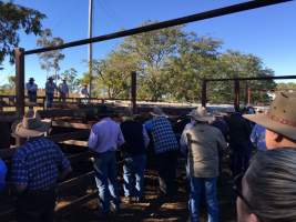 Cattle auction - Monto Cattle & Country Saleyards
https://montocattleandcountry.com.au/monto-cattle-country-saleyards/ - Captured at Monto Cattle & Country Saleyards, Monto QLD Australia.