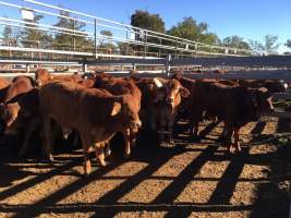 Cattle in pens - Monto Cattle & Country Saleyards
https://montocattleandcountry.com.au/monto-cattle-country-saleyards/ - Captured at Monto Cattle & Country Saleyards, Monto QLD Australia.
