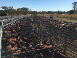 Cattle in pens - Monto Cattle & Country Saleyards
https://montocattleandcountry.com.au/monto-cattle-country-saleyards/ - Captured at Monto Cattle & Country Saleyards, Monto QLD Australia.