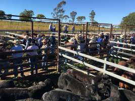 Cattle sale - Monto Cattle & Country Saleyards
https://montocattleandcountry.com.au/monto-cattle-country-saleyards/ - Captured at Monto Cattle & Country Saleyards, Monto QLD Australia.