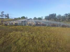 Cattle in pens - Monto Cattle & Country Saleyards
https://montocattleandcountry.com.au/monto-cattle-country-saleyards/ - Captured at Monto Cattle & Country Saleyards, Monto QLD Australia.