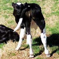 Calves - One of two fields of 30 calves each. - Captured at Bream Creek Road, Bream Creek TAS.