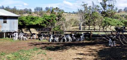 Calves - One of two fields of 30 calves each. - Captured at Bream Creek Road, Bream Creek TAS.