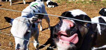 Calves - One of two fields of 30 calves each. - Captured at Bream Creek Road, Bream Creek TAS.