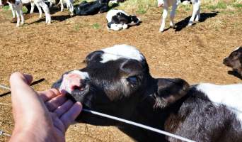 Calves - One of two fields of 30 calves each. - Captured at Bream Creek Road, Bream Creek TAS.