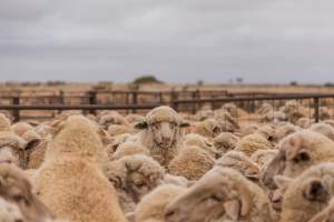 Sheep shearing - The Merino breed, accounting for around 80% of the wool produced in Australia, have been selectively bred to have wrinkled skin resulting in excessive amounts of wool while making them much more prone to flystrike. To reduce soiling and the risk of flystrike for the lambs who make it to summer, their tails are docked or cut off entirely, and they are often mulesed at the same time, which involves cutting off the skin around their buttocks and the base of their tail with metal shears. If the lambs are younger than 6 months, it is legal to do this without any pain relief.
Sheep shearers are paid by the number of sheep shorn, not by the hour, so speed is prioritised over precision, and there is no requirement for formal training or accreditation.
After a few years, when they can no longer produce enough wool to be considered profitable, the sheep are sent to slaughter and sold as mutton, while lambs raised for meat are killed between 4 and 12 months of age, far short of a natural lifespan of 12-14 years.
Approximately 32 million sheep and lambs are killed each year in Australia. - Captured at Madura Station, Madura WA Australia.