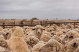 Sheep shearing - The Merino breed, accounting for around 80% of the wool produced in Australia, have been selectively bred to have wrinkled skin resulting in excessive amounts of wool while making them much more prone to flystrike. To reduce soiling and the risk of flystrike for the lambs who make it to summer, their tails are docked or cut off entirely, and they are often mulesed at the same time, which involves cutting off the skin around their buttocks and the base of their tail with metal shears. If the lambs are younger than 6 months, it is legal to do this without any pain relief.

Sheep shearers are paid by the number of sheep shorn, not by the hour, so speed is prioritised over precision, and there is no requirement for formal training or accreditation.

After a few years, when they can no longer produce enough wool to be considered profitable, the sheep are sent to slaughter and sold as mutton, while lambs raised for meat are killed between 4 and 12 months of age, far short of a natural lifespan of 12-14 years.

Approximately 32 million sheep and lambs are killed each year in Australia. - Captured at Madura Station, Madura WA Australia.