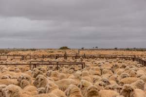 Sheep shearing - The Merino breed, accounting for around 80% of the wool produced in Australia, have been selectively bred to have wrinkled skin resulting in excessive amounts of wool while making them much more prone to flystrike. To reduce soiling and the risk of flystrike for the lambs who make it to summer, their tails are docked or cut off entirely, and they are often mulesed at the same time, which involves cutting off the skin around their buttocks and the base of their tail with metal shears. If the lambs are younger than 6 months, it is legal to do this without any pain relief.
Sheep shearers are paid by the number of sheep shorn, not by the hour, so speed is prioritised over precision, and there is no requirement for formal training or accreditation.
After a few years, when they can no longer produce enough wool to be considered profitable, the sheep are sent to slaughter and sold as mutton, while lambs raised for meat are killed between 4 and 12 months of age, far short of a natural lifespan of 12-14 years.
Approximately 32 million sheep and lambs are killed each year in Australia. - Captured at Madura Station, Madura WA Australia.