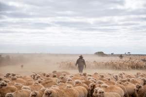 Sheep shearing - The Merino breed, accounting for around 80% of the wool produced in Australia, have been selectively bred to have wrinkled skin resulting in excessive amounts of wool while making them much more prone to flystrike. To reduce soiling and the risk of flystrike for the lambs who make it to summer, their tails are docked or cut off entirely, and they are often mulesed at the same time, which involves cutting off the skin around their buttocks and the base of their tail with metal shears. If the lambs are younger than 6 months, it is legal to do this without any pain relief.

Sheep shearers are paid by the number of sheep shorn, not by the hour, so speed is prioritised over precision, and there is no requirement for formal training or accreditation.

After a few years, when they can no longer produce enough wool to be considered profitable, the sheep are sent to slaughter and sold as mutton, while lambs raised for meat are killed between 4 and 12 months of age, far short of a natural lifespan of 12-14 years.

Approximately 32 million sheep and lambs are killed each year in Australia. - Captured at Madura Station, Madura WA Australia.